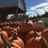 Cayuga Pumpkin Barn photo