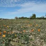 Cayuga Pumpkin Barn photo