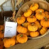 Cayuga Pumpkin Barn photo