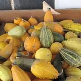 Cayuga Pumpkin Barn photo