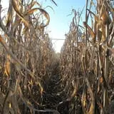 Cayuga Pumpkin Barn photo