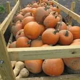 Cayuga Pumpkin Barn photo