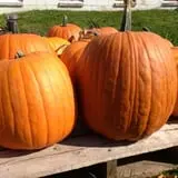 Cayuga Pumpkin Barn photo
