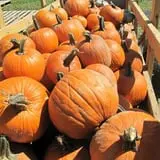 Cayuga Pumpkin Barn photo