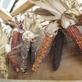 Cayuga Pumpkin Barn photo