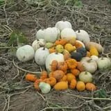 Cayuga Pumpkin Barn photo