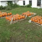 Cayuga Pumpkin Barn photo