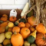 Cayuga Pumpkin Barn photo