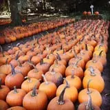 The 200 Acres Great Pumpkin Patch photo