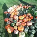 The 200 Acres Great Pumpkin Patch photo