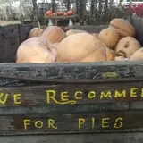 The 200 Acres Great Pumpkin Patch photo