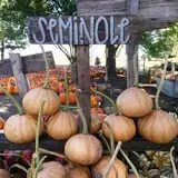 The 200 Acres Great Pumpkin Patch photo