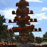 The 200 Acres Great Pumpkin Patch photo