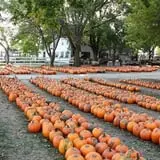 The 200 Acres Great Pumpkin Patch photo