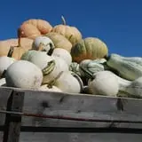 The 200 Acres Great Pumpkin Patch photo
