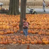 The 200 Acres Great Pumpkin Patch photo