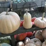 The 200 Acres Great Pumpkin Patch photo