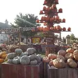 The 200 Acres Great Pumpkin Patch photo