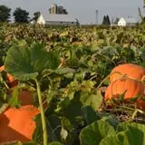 The 200 Acres Great Pumpkin Patch photo