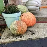 The 200 Acres Great Pumpkin Patch photo