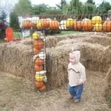 The 200 Acres Great Pumpkin Patch photo