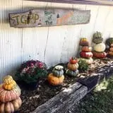 The 200 Acres Great Pumpkin Patch photo