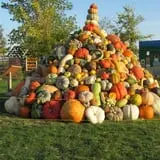 The 200 Acres Great Pumpkin Patch photo