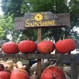 The 200 Acres Great Pumpkin Patch photo