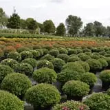 The 200 Acres Great Pumpkin Patch photo
