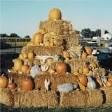 The 200 Acres Great Pumpkin Patch photo