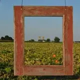 The 200 Acres Great Pumpkin Patch photo