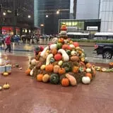 The 200 Acres Great Pumpkin Patch photo