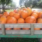 The 200 Acres Great Pumpkin Patch photo