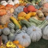 The 200 Acres Great Pumpkin Patch photo