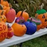The 200 Acres Great Pumpkin Patch photo