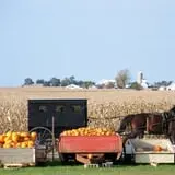 The 200 Acres Great Pumpkin Patch photo