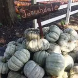 The 200 Acres Great Pumpkin Patch photo