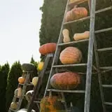 The 200 Acres Great Pumpkin Patch photo