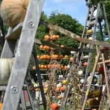 The 200 Acres Great Pumpkin Patch photo