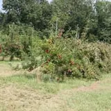 Wilkens Fruit & Fir Farm photo