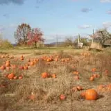 Wilkens Fruit & Fir Farm photo
