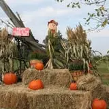 Wilkens Fruit & Fir Farm photo