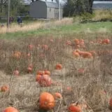 Wilkens Fruit & Fir Farm photo