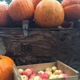 Wilkens Fruit & Fir Farm photo