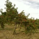 Wilkens Fruit & Fir Farm photo