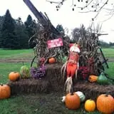 Wilkens Fruit & Fir Farm photo
