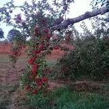 Wilkens Fruit & Fir Farm photo