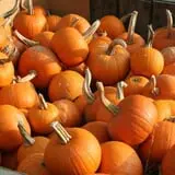 Wilkens Fruit & Fir Farm photo