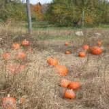 Wilkens Fruit & Fir Farm photo