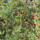 Wilkens Fruit & Fir Farm photo